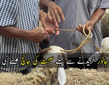 How can I check my animal for Qurbani?
