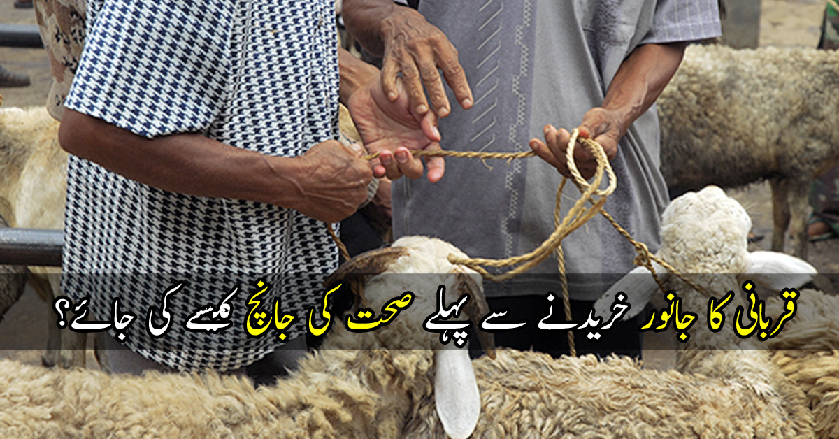 How can I check my animal for Qurbani?