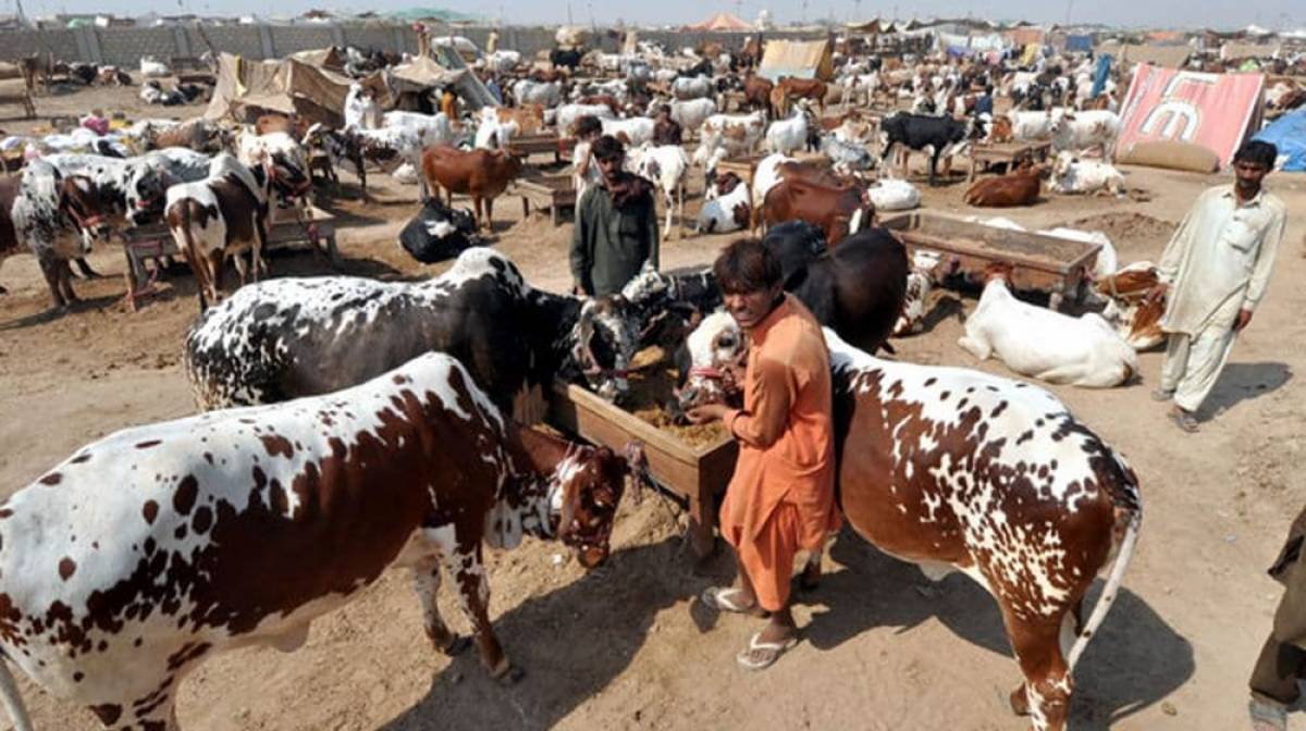 cattle mandi
