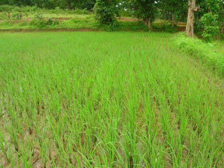 fields