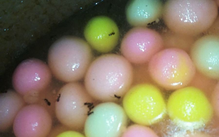 Punjab Food Authority mandi bahauddin