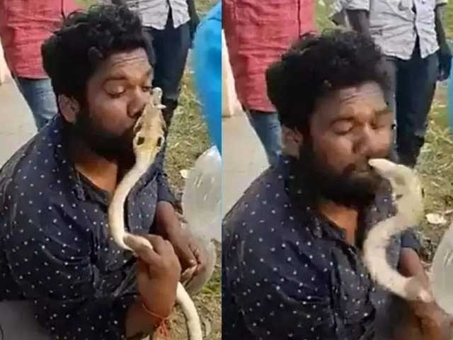 snake kiss