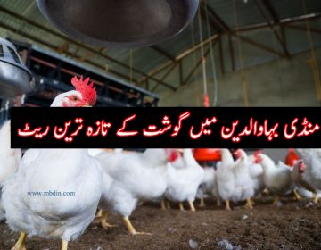 chicken rate today mandi bahauddin