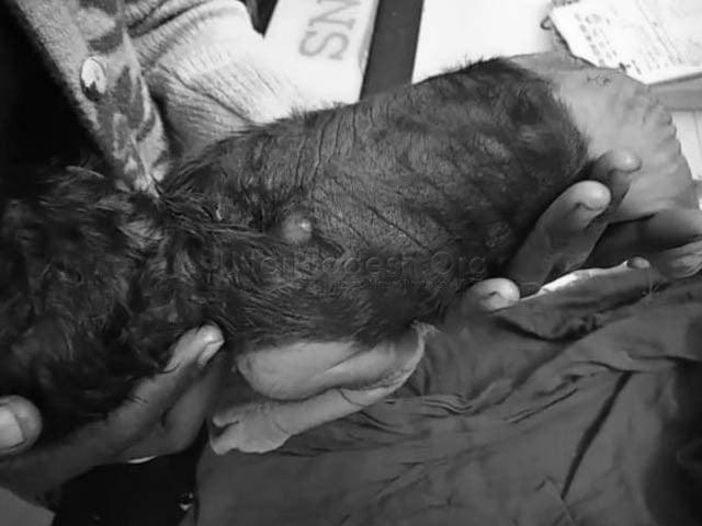 Baby born with half body hair in India