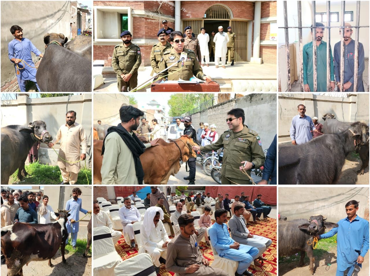 Mandi Bahauddin police arrested the gang of cattle thieves