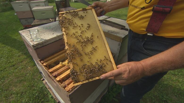 Sale of fake honey in Mandi Bahauddin and surroundings
