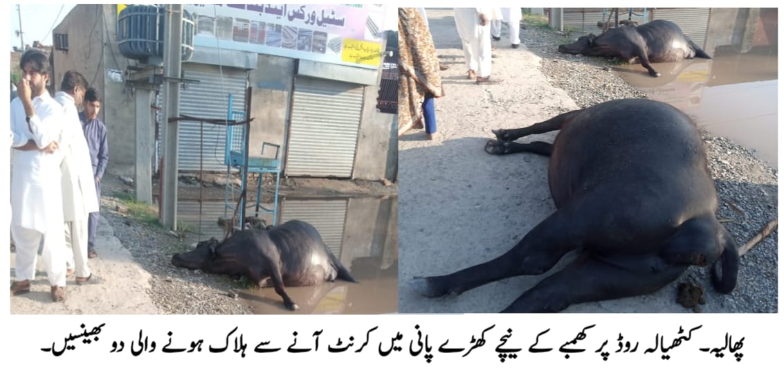 Phalia: 2 buffaloes died due to electrocution due to short circuit