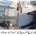 Phalia: 2 buffaloes died due to electrocution due to short circuit