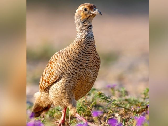 Pheasant hunting allowed for 2 months in most districts of Punjab